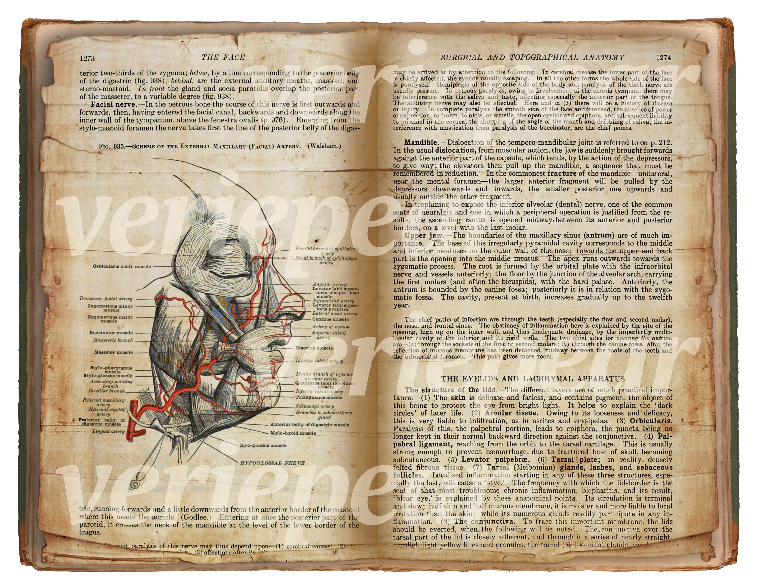 Human Anatomy Printable Book Pages Head Brain Neck - Etsy