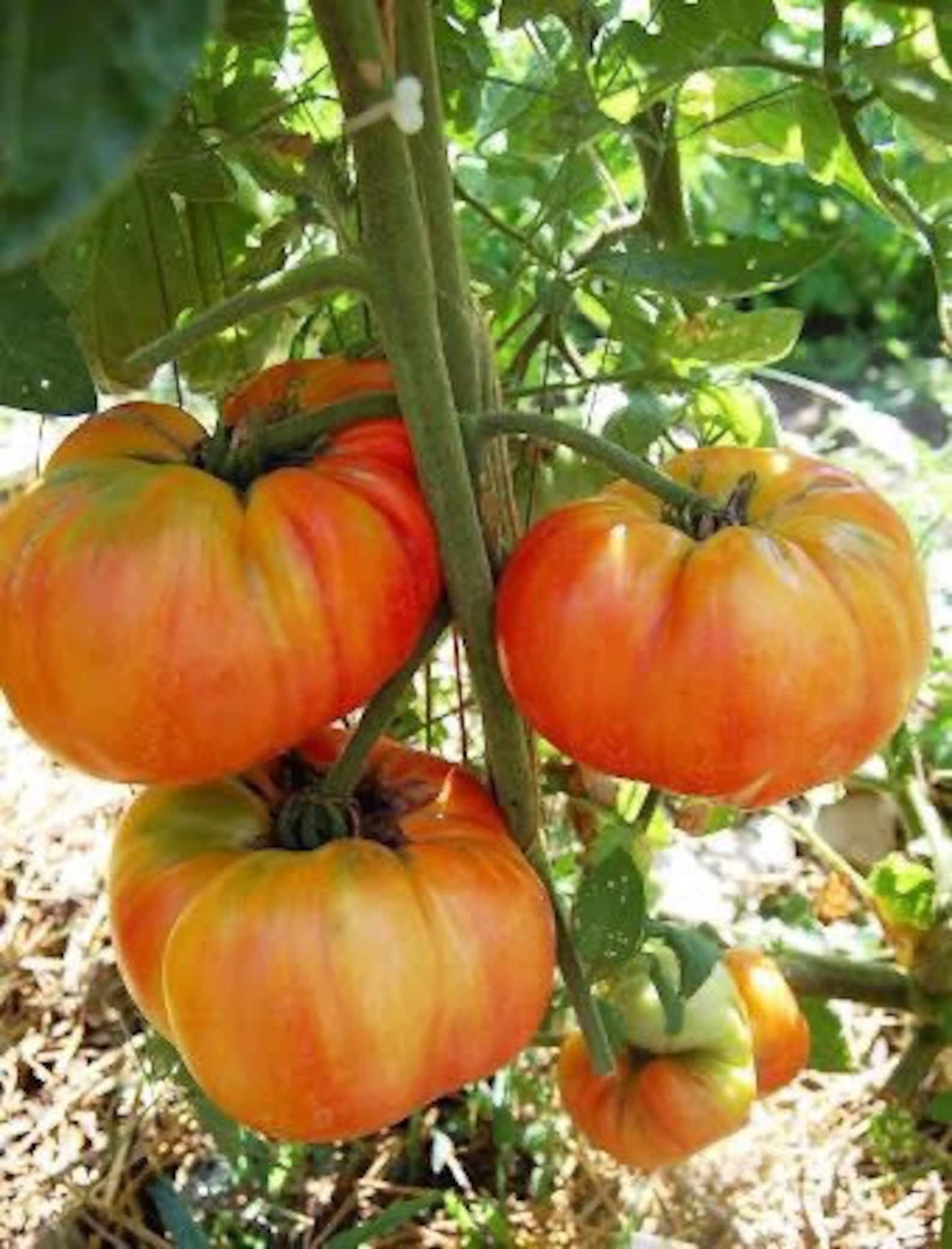 2 Heirloom Old German tomato plants organic grown non gmo Etsy