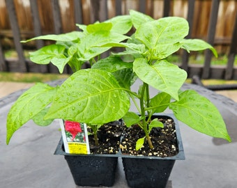 2 Rare Carolina Reaper HOT Pepper LIVE PLANT 4” pot