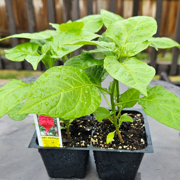 2 Rare Carolina Reaper HOT Pepper LIVE PLANT 4” pot