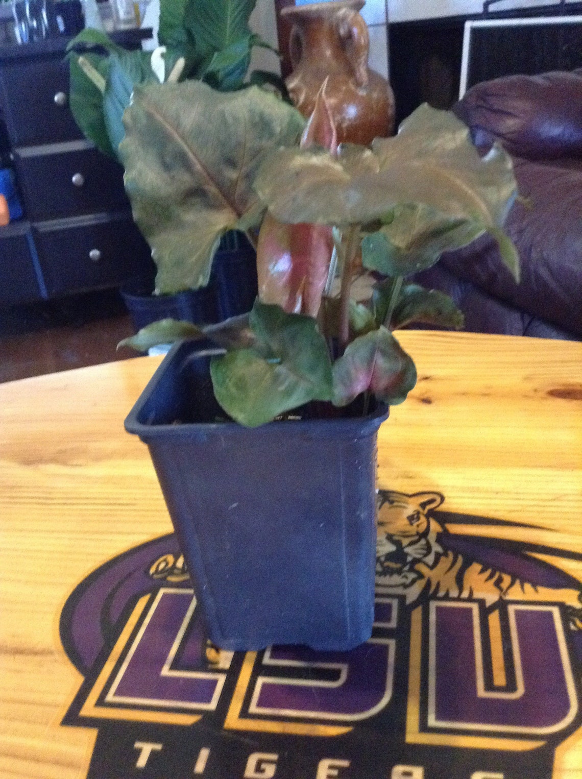 Maria Arrowhead Plant Syngonium from South America Etsy