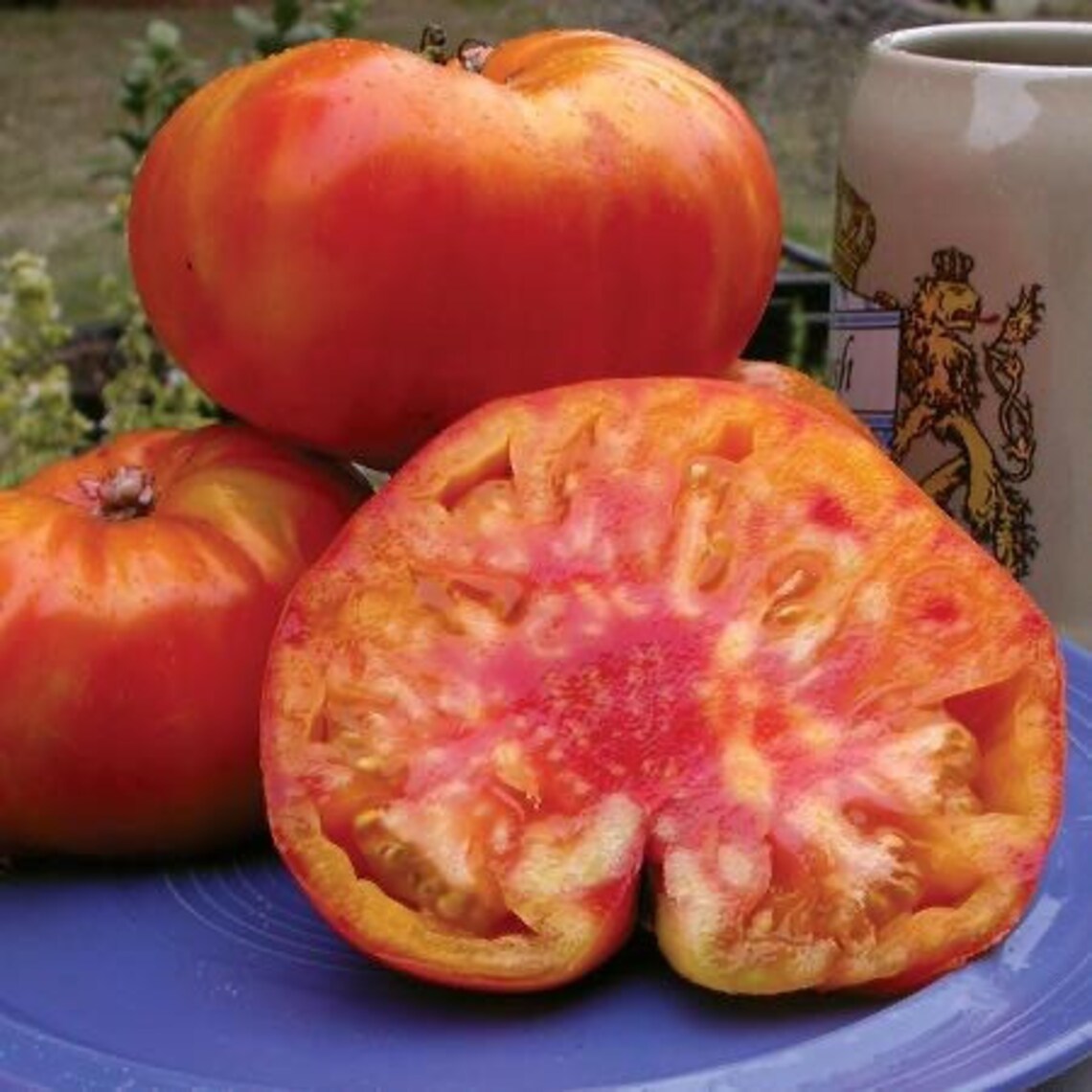 2 Heirloom Old German tomato plants organic grown non gmo Etsy