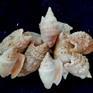 May include: A group of seven seashells in various shades of brown and white. The shells are arranged in a cluster on a dark blue background.