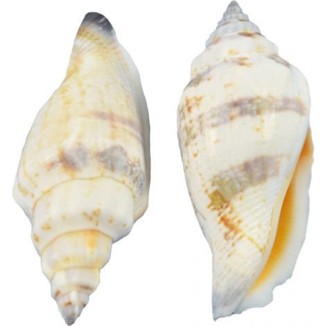 Brown Chula Seashells Mini Conch Shells CRAFTS / WEDDING / JEWELRY