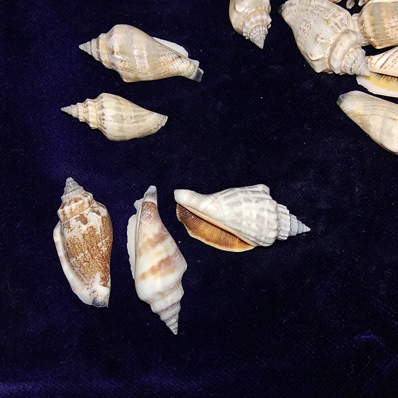 Brown Chula Seashells Mini Conch Shells CRAFTS / WEDDING / JEWELRY