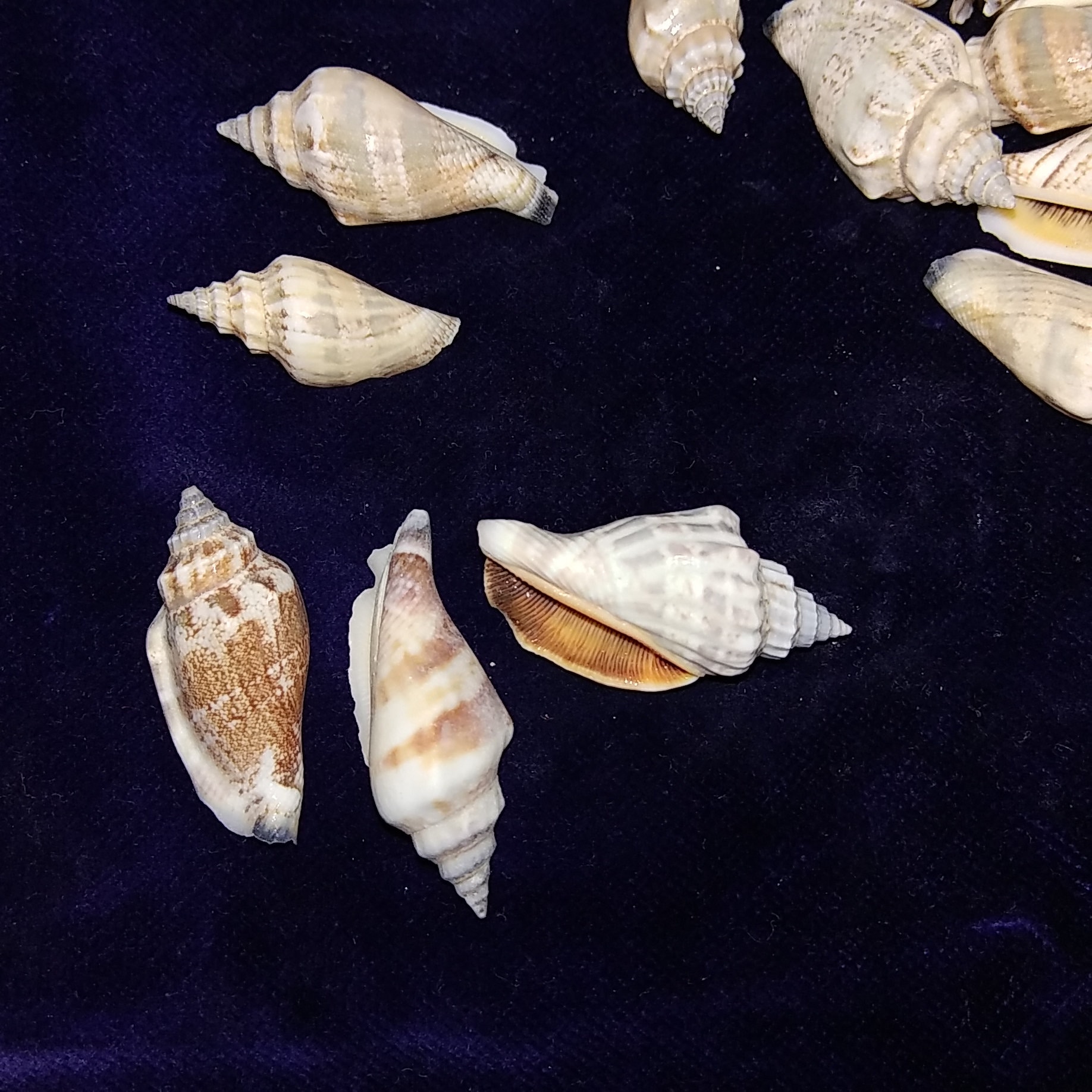 Brown Chula Seashells Mini Conch Shells CRAFTS / WEDDING / JEWELRY