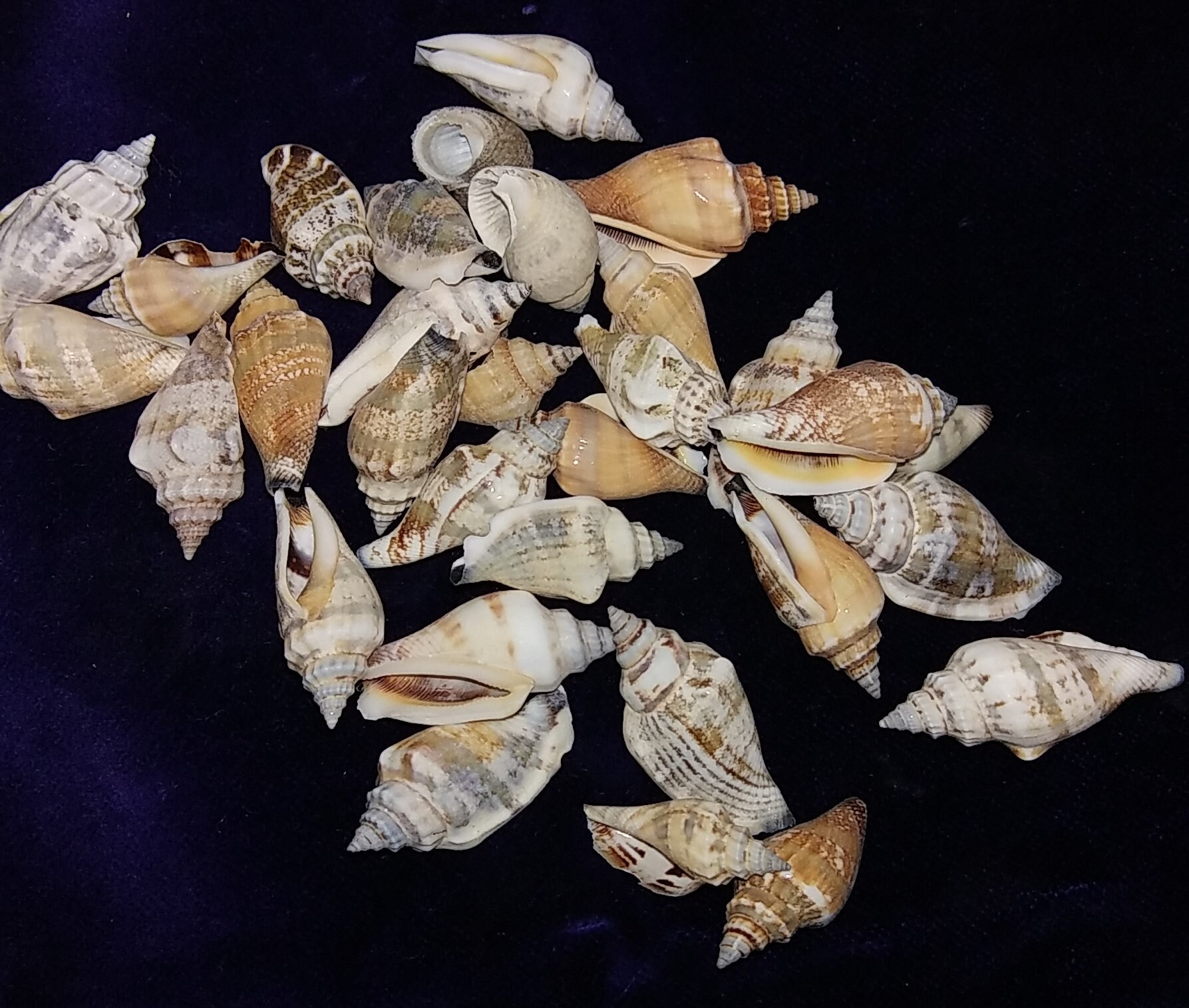 Brown Chula Seashells Mini Conch Shells CRAFTS / WEDDING / JEWELRY