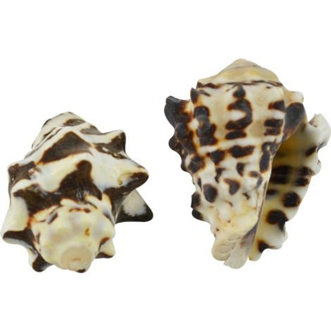 Brown & White Vasum Shells HERMIT CRABS / CRAFTS / Wedding / Beach ...