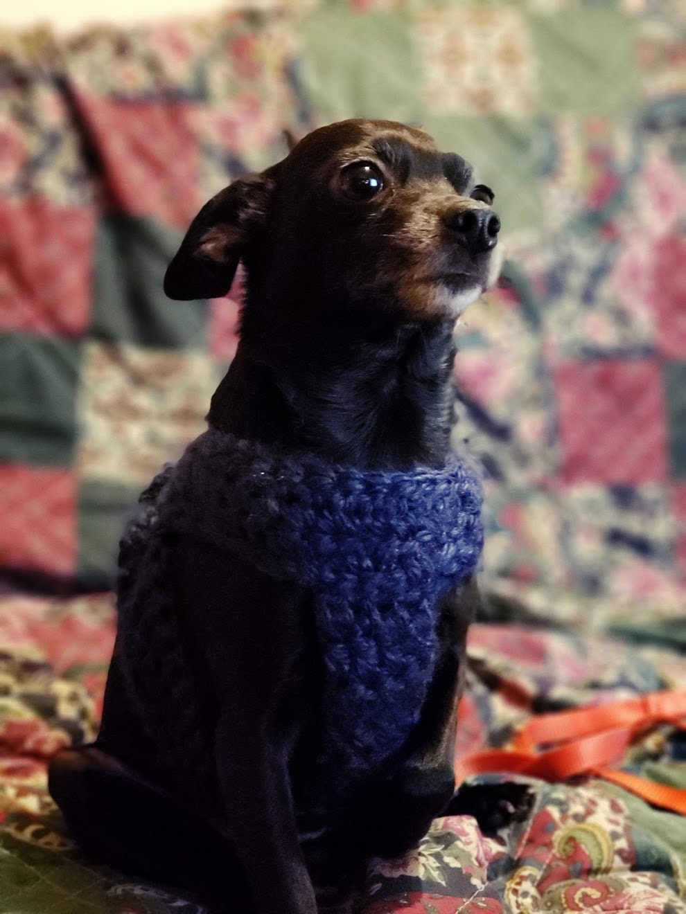 Crochet Dog Harness Pattern: Beginner-Friendly Puppy Accessory (PDF Pattern) - Thumbnail 2