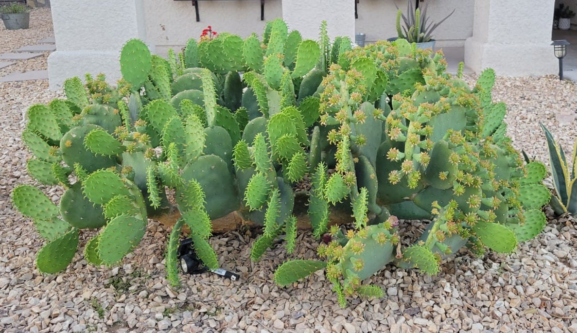 Spineless Prickly Pear Cactus "cacanapa Ellisiana" One Pad Winter Hardy (yellow Flower) Etsy