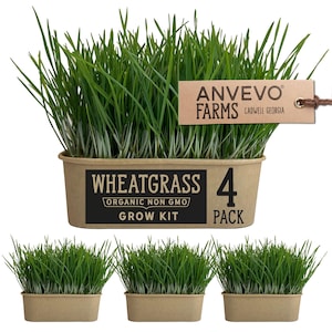 Puede incluir: Paquete de cuatro kits de cultivo de pasto de trigo de Anvevo Farms en Cadwell, Georgia. Cada kit contiene una bandeja de pasto de trigo orgánico y no transgénico.