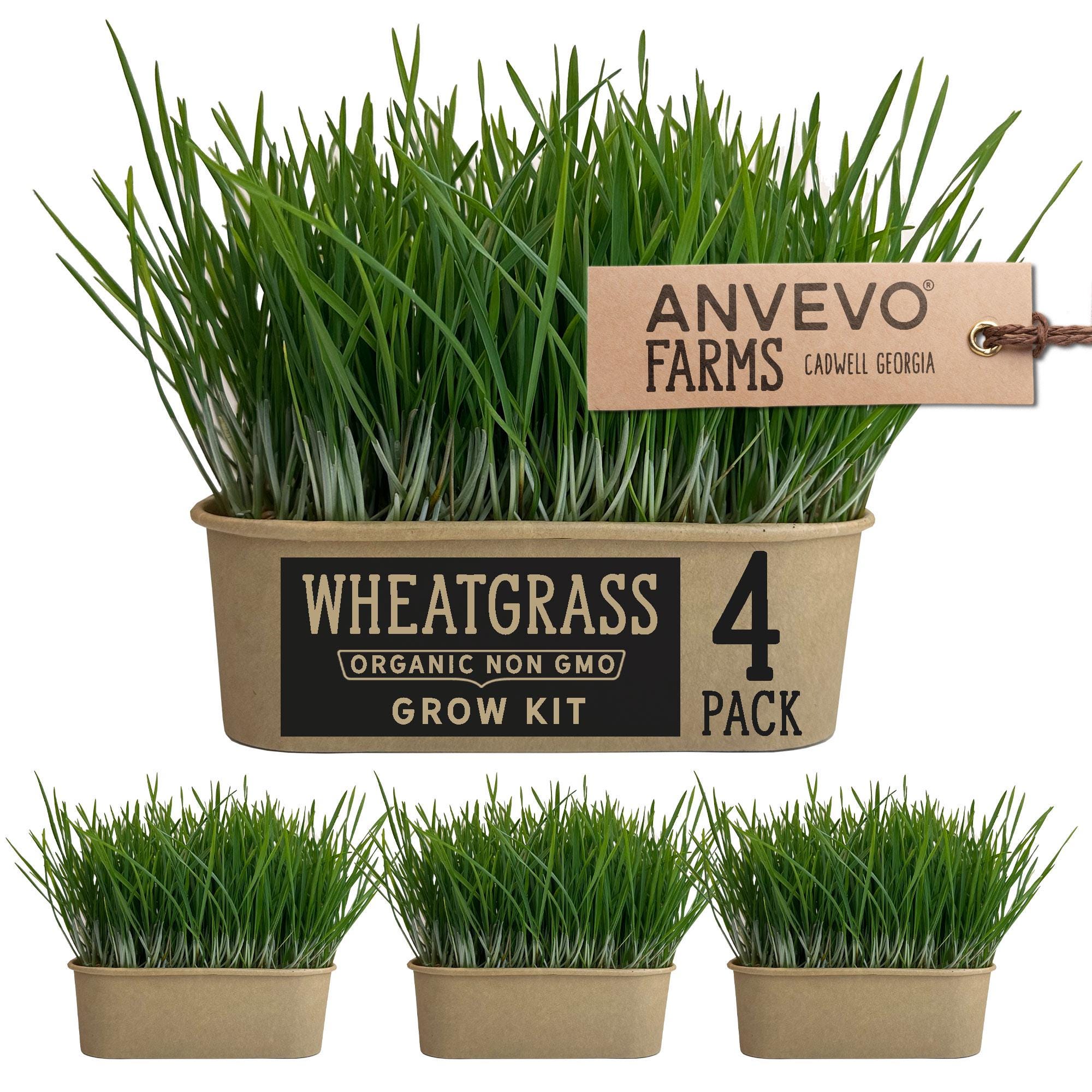 Organic Wheatgrass Grow Kit: Non-gmo Seeds, Cat Grass, Wheatgrass