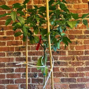 3-4 Foot Meyer Lemon Tree (Organic)
