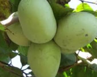 KSU Chappell Pawpaw Tree