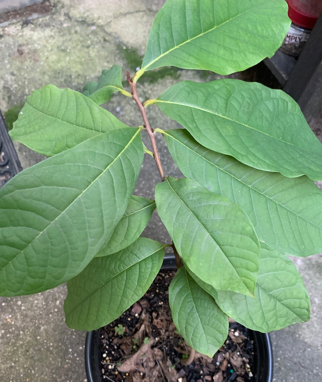 Fresh Pawpaw Tree Seeds (Asimina Triloba) - 2025 Harvest, 6 To 1200 Seeds Available