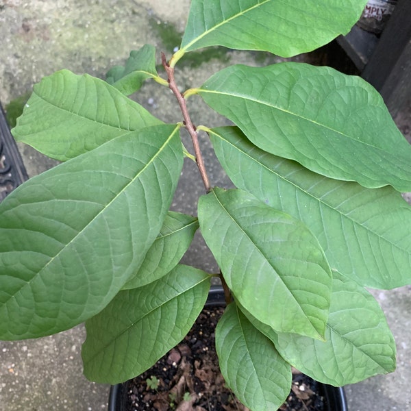 Paw Paw - Asimina Triloba Seedling