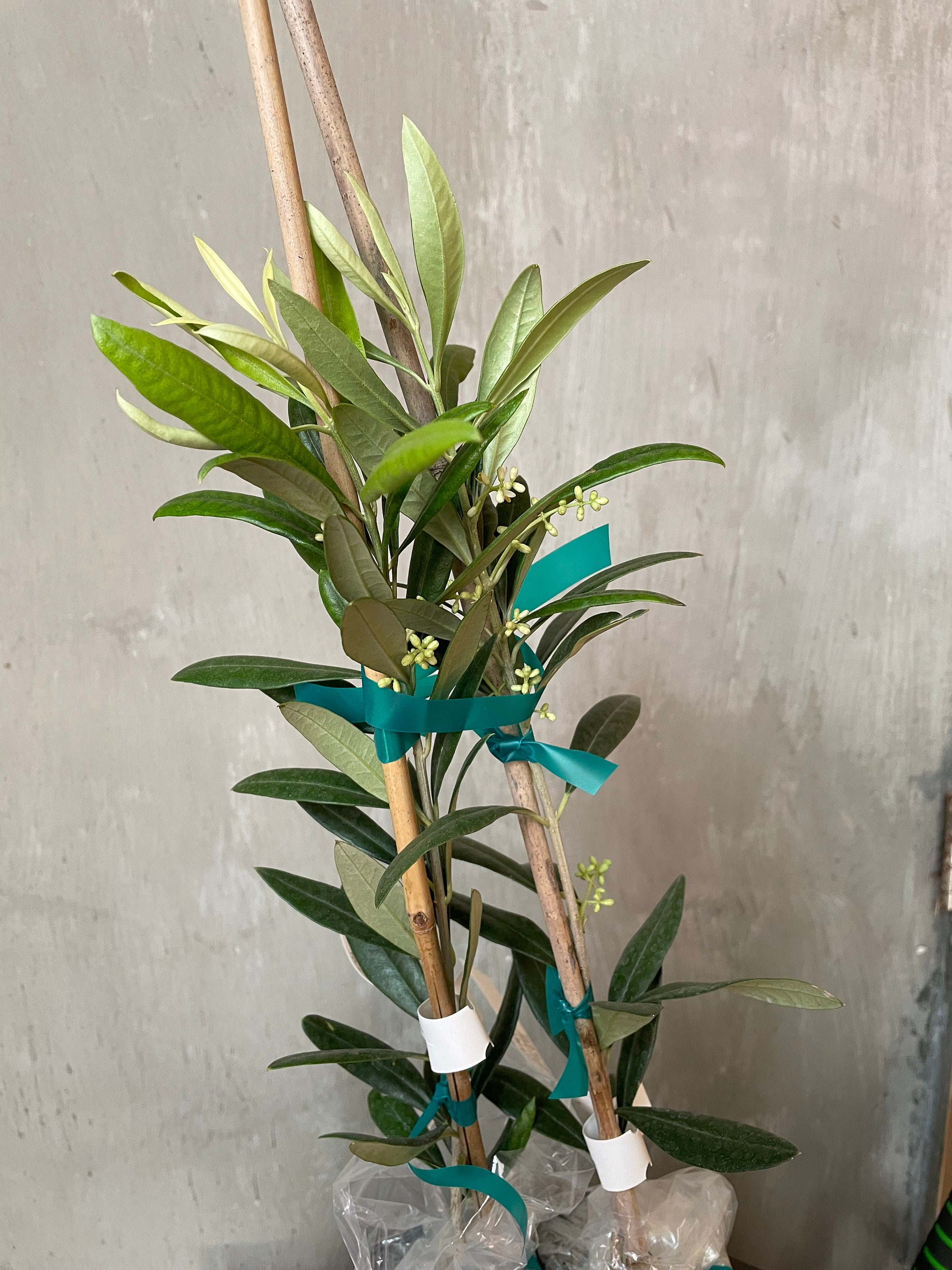 Sicilian Olive Trees nocellara Del Belice Castelvetrano Etsy