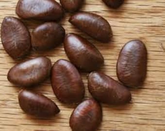 May include: A collection of dark brown, oval-shaped seeds with smooth, slightly textured surfaces. The seeds vary in size and are scattered across the frame, displaying a deep mahogany color with subtle variations in tone and natural markings.