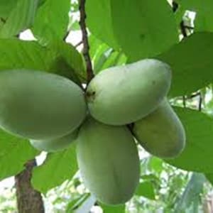 POTOMAC - Grafted Paw Paw (Asimina Triloba)