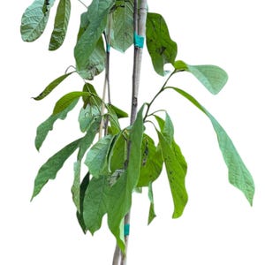 May include: A young green cherimoya tree with multiple stems, potted in a black plastic pot. The tree is tied to a stake for support.