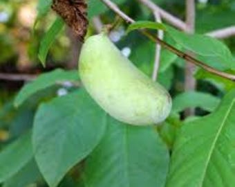 May include: A close-up of a light green pawpaw fruit hanging from a tree branch. The fruit is oblong and smooth, with a pale green color. The background features green leaves and tree branches.