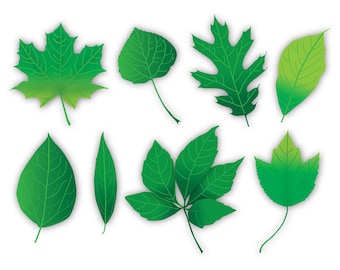 green leaf clip art