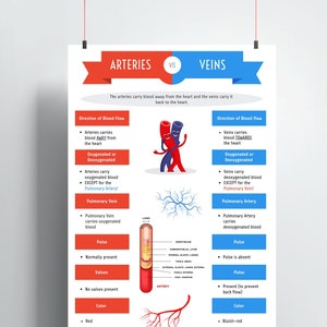 Arteries and Veins Print | DIGITAL DOWNLOAD | Cardiologist Gift | Doctor Office Decor | Cardiovascular system | Medical Office Art