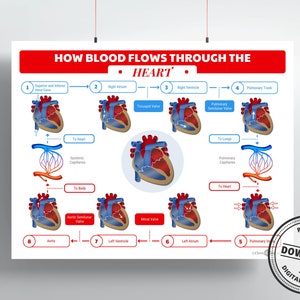 How Blood Flows Through the Heart Print | DIGITAL DOWNLOAD | Cardiologist Gift | Doctor Office Decor | Cardiovascular System