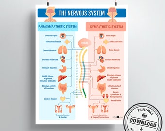 Nervous System Print | DIGITAL DOWNLOAD | Neurology gift | Doctor Office Decor | Medical Office Art | Neurological System
