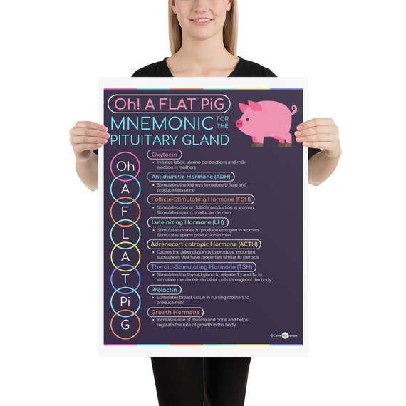 OH A FLAT PIG Mnemonic for the Pituitary Gland Infographic - Etsy Australia