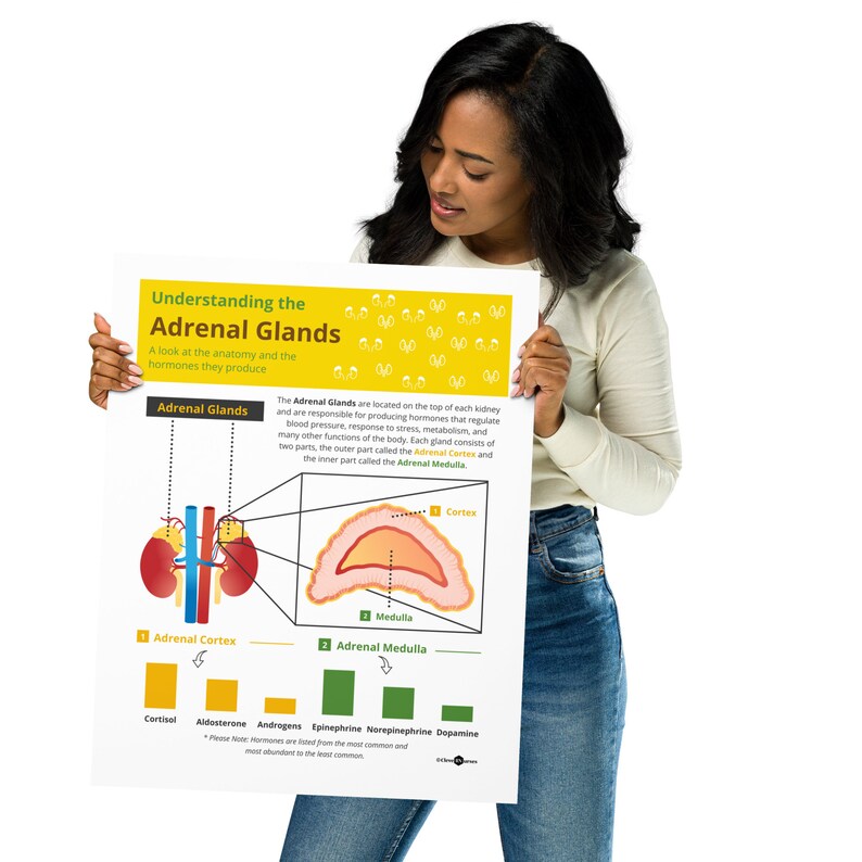 Adrenal Glands Print | Endocrinologist Gift | Doctor Office Decor ...