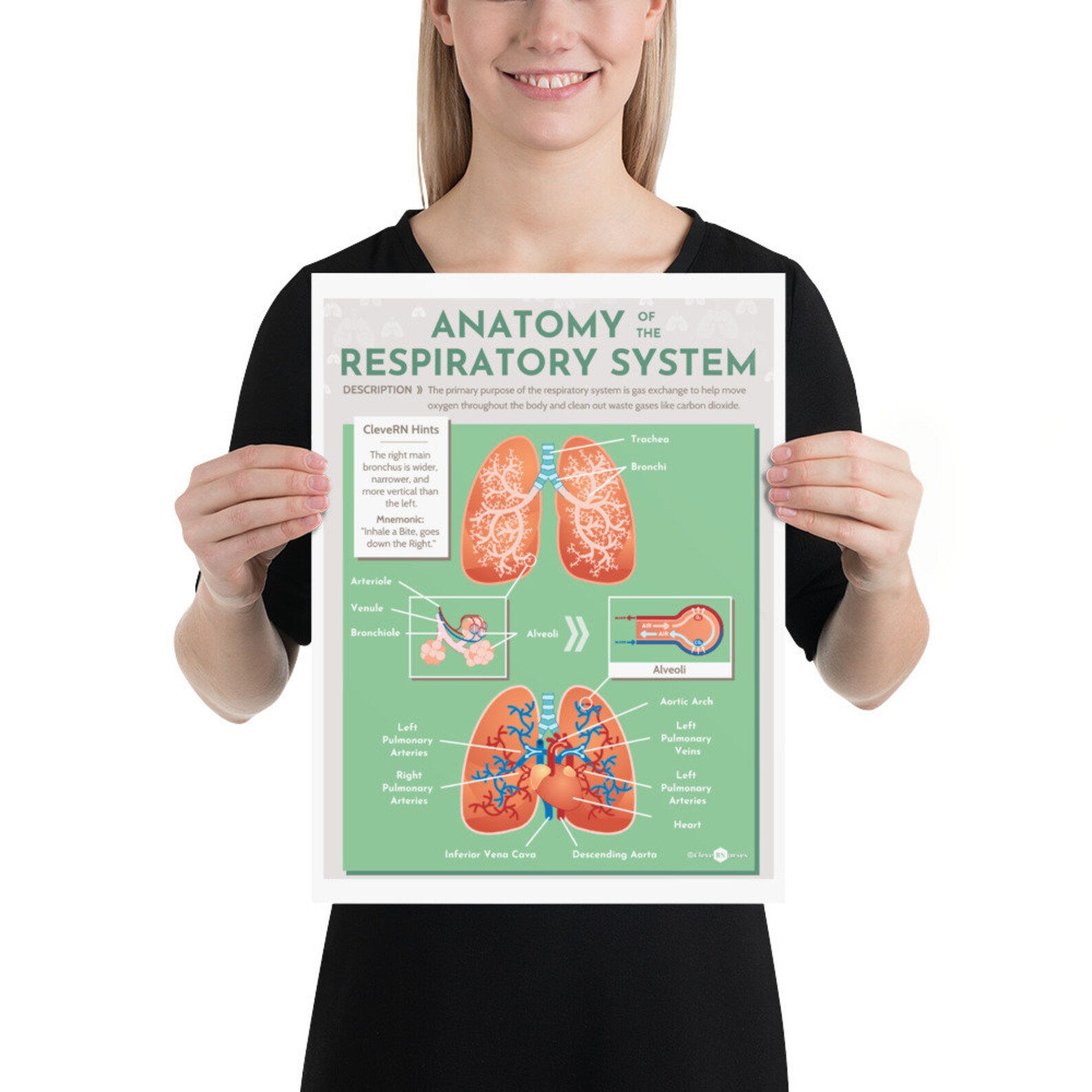 Anatomy of the Respiratory System Infographic Part 2 Poster | Etsy