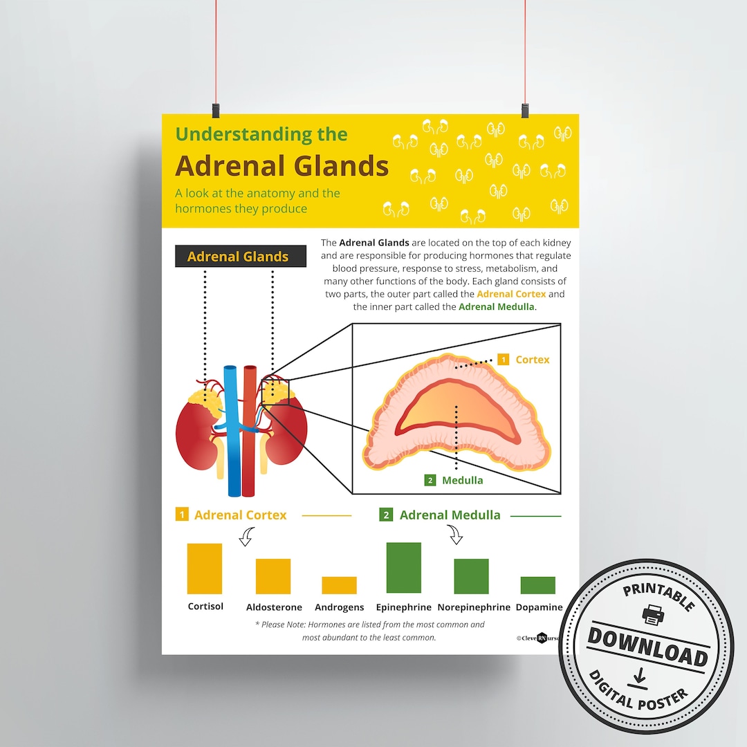 Adrenal Glands Print | DIGITAL DOWNLOAD | Endocrinologist Gift | Doctor ...