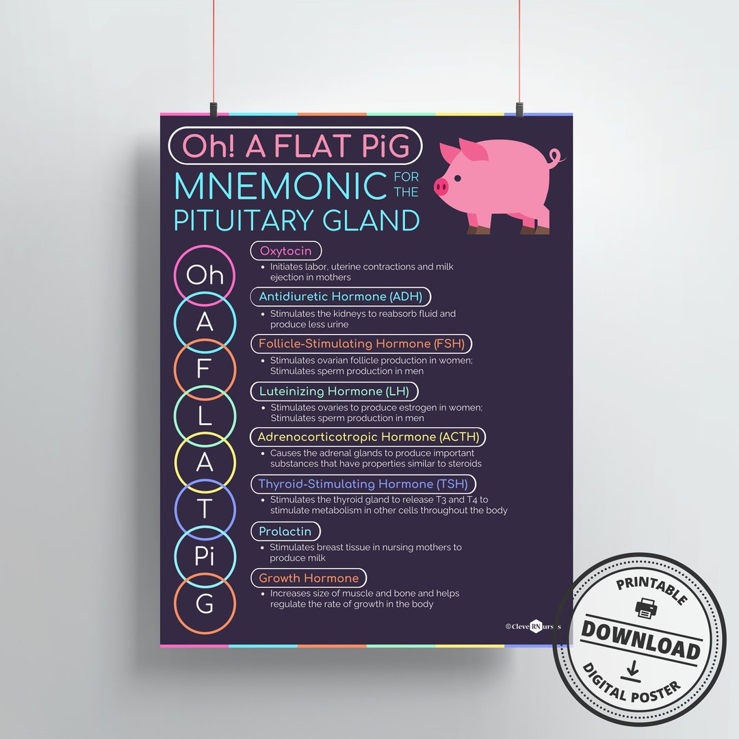 Pituitary Gland Mnemonic Print | DIGITAL DOWNLOAD | Endocrinologist ...