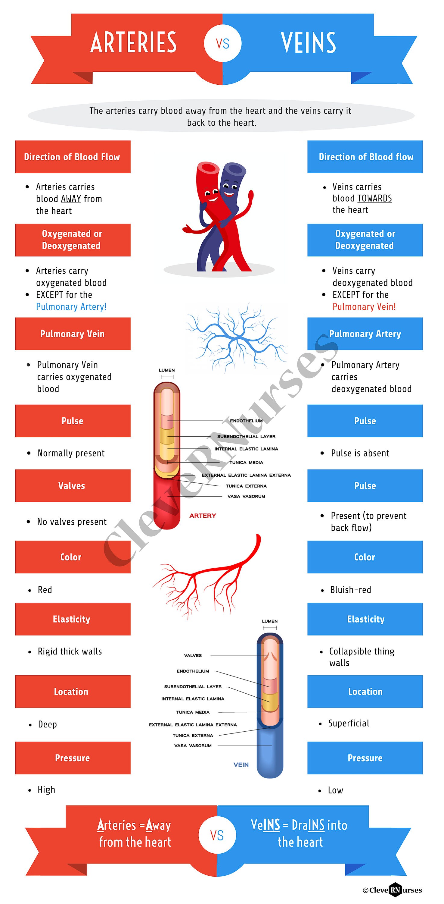 Arteries and Veins Print DIGITAL DOWNLOAD Cardiologist Etsy