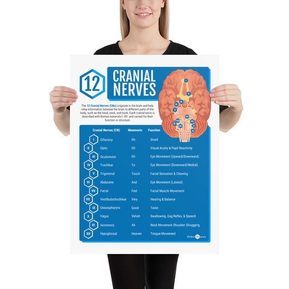 12 Cranial Nerves Print Neurology Gift Doctor Office Decor - Etsy