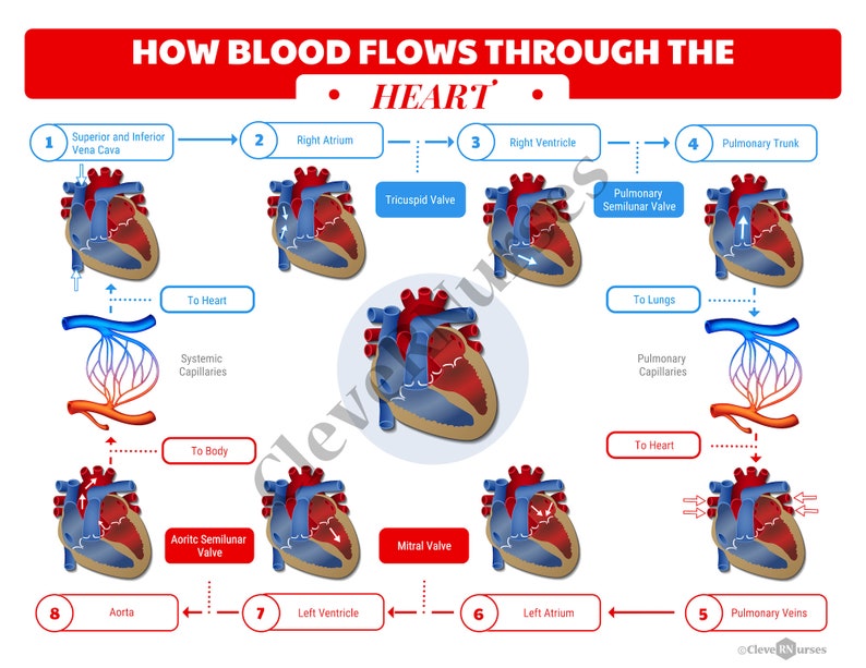 How Blood Flows Through the Heart Print DIGITAL DOWNLOAD - Etsy