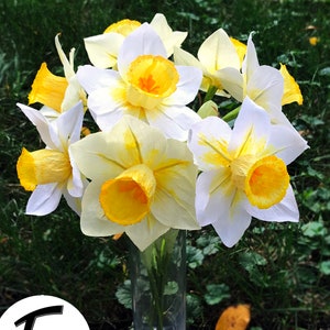 DIY Paper Flower Kit:  Daffodil Bouquet（2 Colors）| Set of 8 Flowers | Gift For Loved One | Home Decor | Kid Friendly Craft Kit