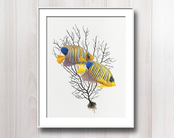 8 x 10" Ocean Art Print - Fine Art Reproduction (Tropical Regal Angel Fish Illustration)