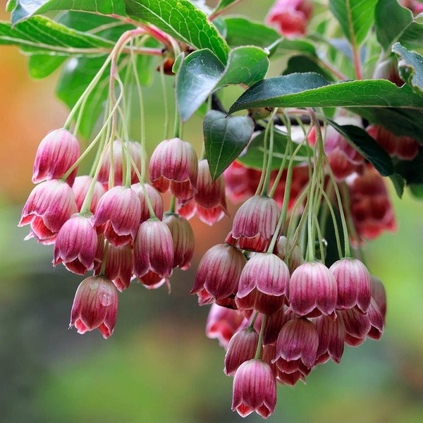 Showy Lantern Seeds, Red Veined Enkianthus, Red Bells, Hanging Lanterns, Enkianthus Campanulatus EN0130R