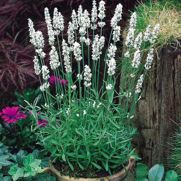 Snow Lavender seeds, Lavandula Augustifolia Ellegance Snow, Ice LA0420R