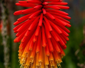 50 Red Hot Poker Plant Seeds, Kniphofia Uvaria KN0150
