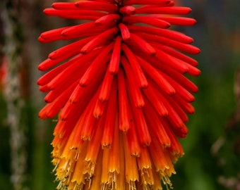 50 Red Hot Poker Plant Seeds, Kniphofia Uvaria KN0150R