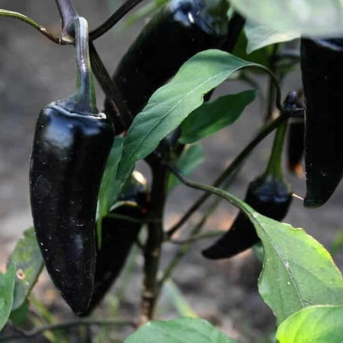 10 Organic Black Jalapeño Seeds Hot Peppers Jalapeno Etsy