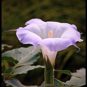 Sacred Fragrant Moon Flower, Datura Wrightii DA0310