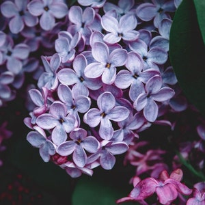 Semillas de lila antigua, arbusto, Syringa vulgaris SY0125