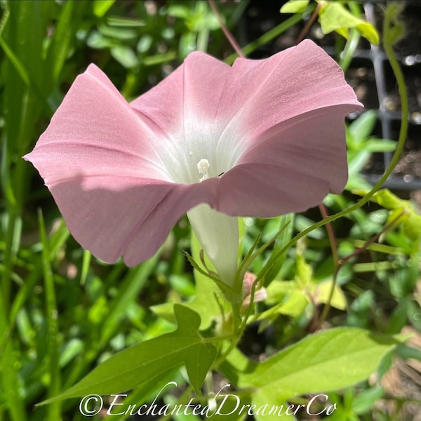 Chocolate (Pink Glitter) Morning Glory Seeds, Miss Monroe, Ipomoea Nil IP0210