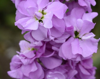 NEW! 50 Lilac Lavender Stock Seeds, Highly fragrant Column Stock, Matthiola Incana MA0950