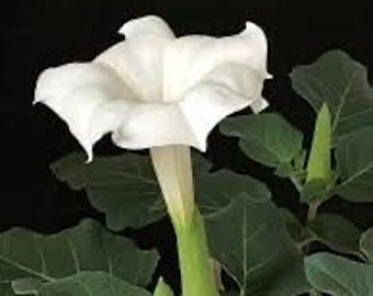 Sacred Fragrant Moon Flower, Datura Inoxia DA0510