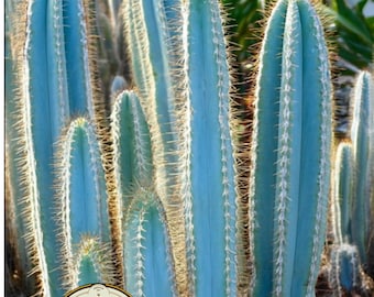 NEW! 10 Blue Torch Cactus Seeds, Pilosocereus Azureus, PI9010